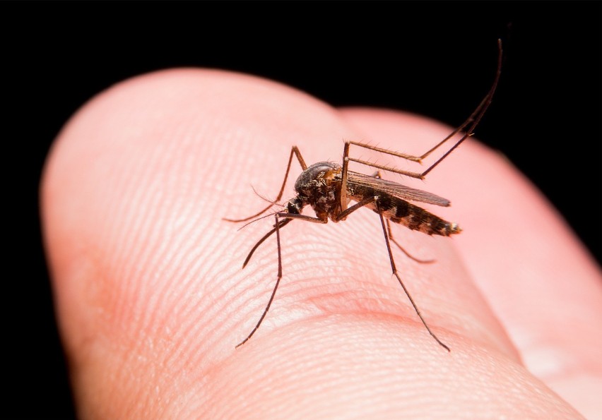 Kiedy gryzie? Komary, a właściwie samice komarów, atakują...