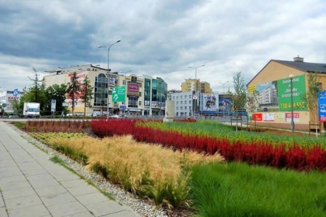 W Kielcach powstanie pole lawendowe, a przy ulicy IX Wieków Kielc sadzone są rośliny odporne na solankę, używaną do zimowego utrzymania dróg oraz wyłapujące zanieczyszczenia powietrza.  Nowe nasadzenia na Wzgórzu Zamkowym sfinansuje znana kielecka firma.

W Dolinie Silnicy, od strony alei IX Wieków Kielc kontynuowane są nasadzenia po stronie zachodniej i wschodniej, za pomnikiem Menory.

>>>ZOBACZ WIĘCEJ NA KOLEJNYCH ZDJĘCIACH