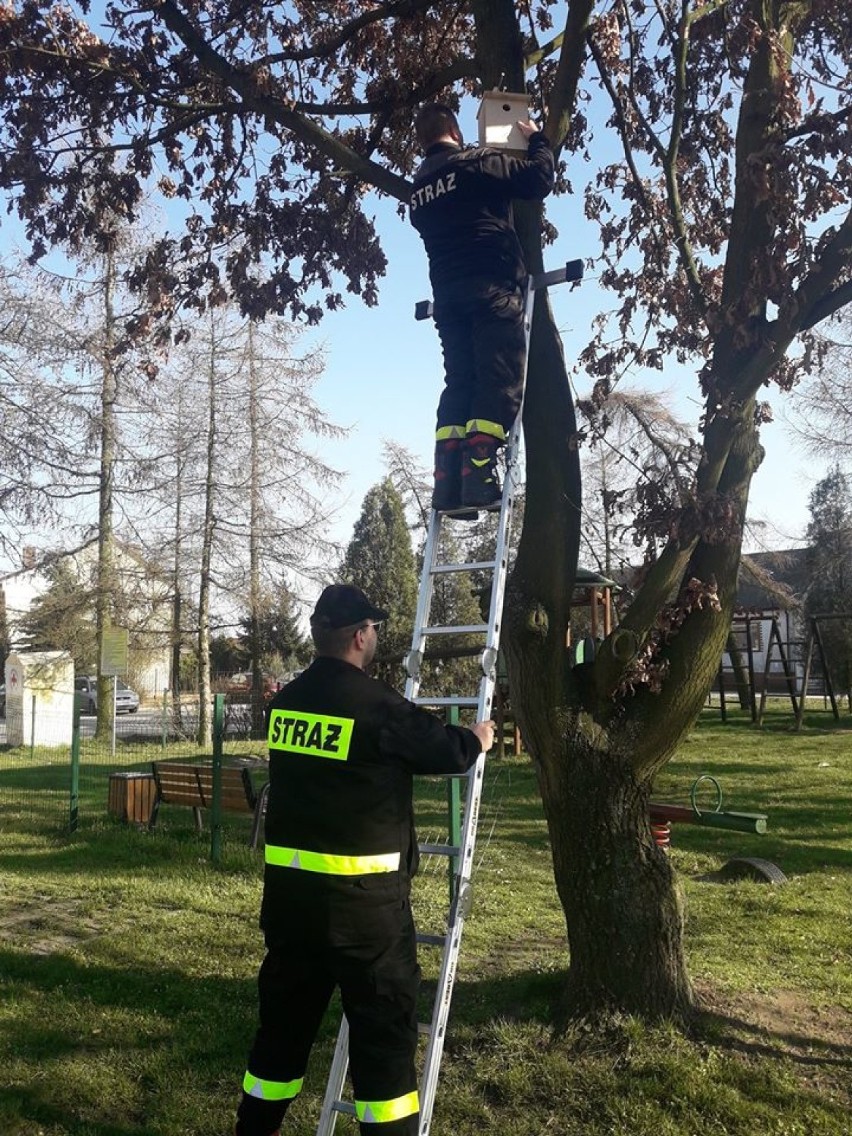 Druhowie z Raciążka zatroszczyli się o lokalne ptactwo [zdjęcia]