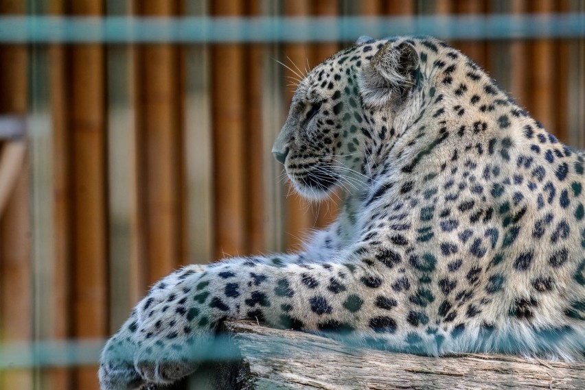 Michał Targowski, dyrektor Gdańskiego Ogrodu Zoologicznego,...