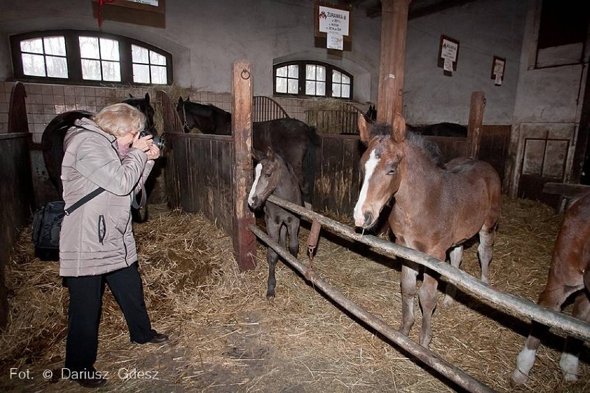 Czytelnicy Panoramy Wałbrzyskiej zwiedzili Stado Ogierów...