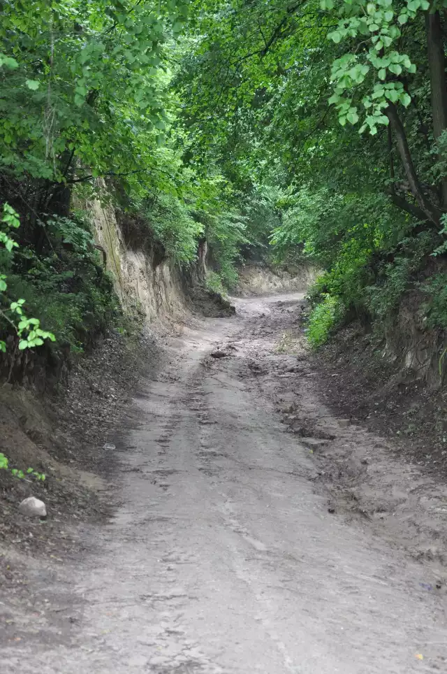 Głębocznica lessowa w Podgórzu