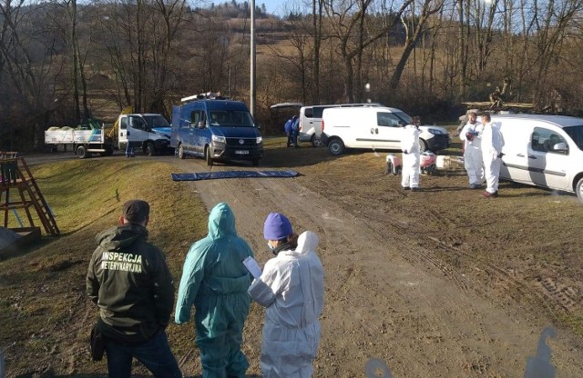 W miejscowości Krasne Potockie kilka dni temu zagazowano 19 tys. drobiu. Wcześniej kilka kur niosek z tego gospodarstwa trafiło do Stronia w gminie Łukowica. Tam także potwierdzono wirusa ptasiej grypy.