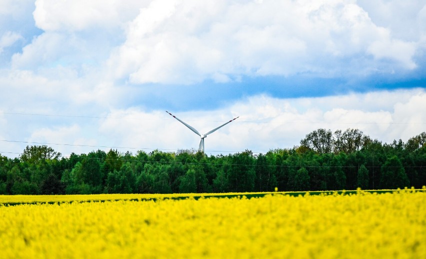 Kwitnący rzepak w okolicy Żar