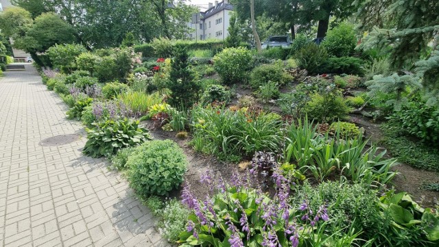 Cudowny mini ogród botaniczny urządzili między blokami mieszkańcy osiedla Czarnockiego w Kielcach u zbiegu ulic Tarnowskiej i Seminaryjskiej. Odpoczywają  w nim i podziwiają rośliny, zapraszają też gości. 

Zobacz kolejne zdjęcia.
