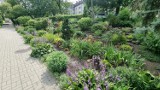 Cudowny ogród stworzyli mieszkańcy między blokami w Kielcach. Zobacz zdjęcia i film