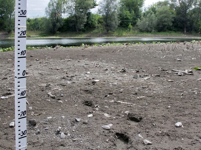 Poziom wody w stawie na Dąbiu szybko się obniżył