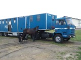 Wrocław: Piętnaście koni policyjnych pomoże w zabezpieczaniu Euro 2012 (ZDJĘCIA)