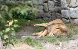 Z okazji Światowego Dnia Lwa odwiedziliśmy Śląski Ogród Zoologiczny w Chorzowie. Zobacz WIDEO i ZDJĘCIA króla zwierząt