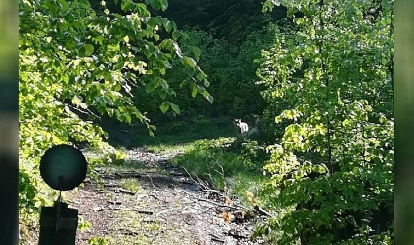 Wilk pod oknami domu w Jaszczurowej

To zdjęcie zrobiła...