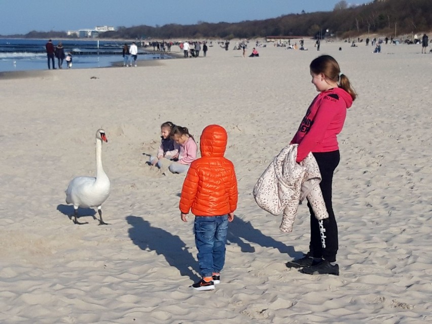 W Kołobrzegu tłumy na plaży, nie zabrakło kąpiących się. Kto  mógł korzystał z pięknej pogody 
