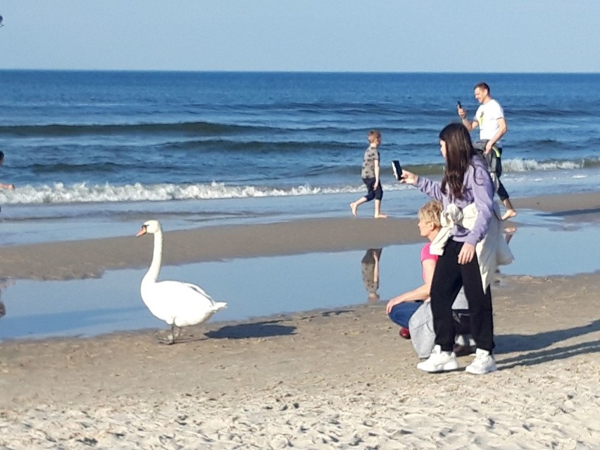 W Kołobrzegu tłumy na plaży, nie zabrakło kąpiących się. Kto  mógł korzystał z pięknej pogody 