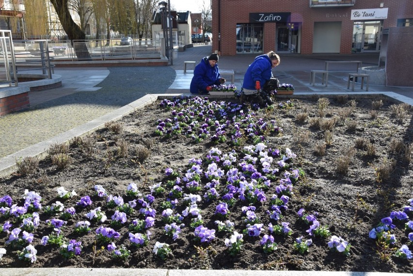 Wiosna w Pruszczu Gdańskim. Miejskie rabaty nabierają kolorów. Zobaczcie zdjęcia!