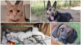 Te zwierzaki ze schroniska w Głogowie czekają na nowy dom. Oto psy i koty do adopcji