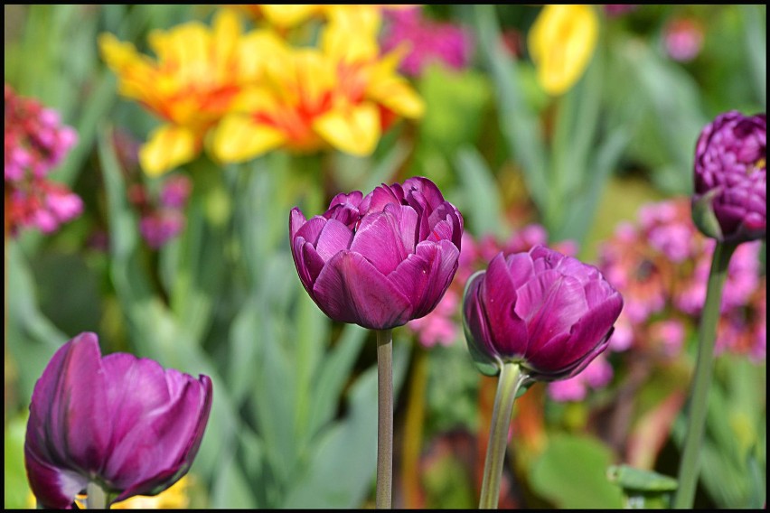 Tulipany już powitały wiosnę. Fot. Beata Januszkiewicz