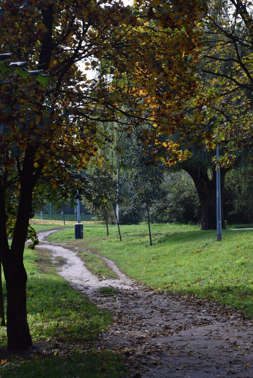 Piękna złota jesień zawitała do Parku Przyjaźni w Kaliszu