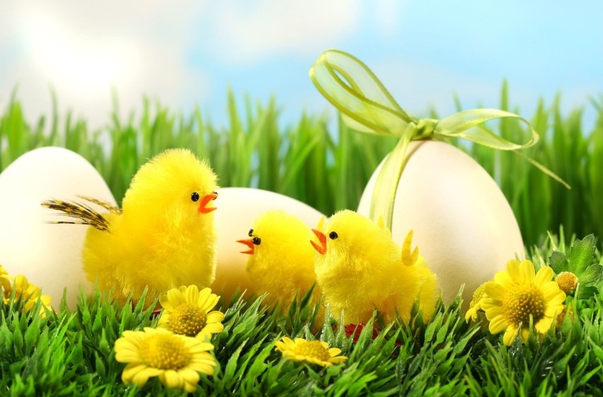Jednym z symboli Wielkanocy są kurczaczki i pisklęta. Z taką...