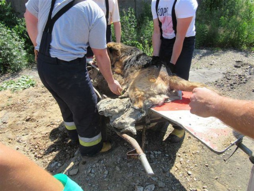 Pies uwięziony w smole pod Kaliszem. Strażacy ratowali go 5...