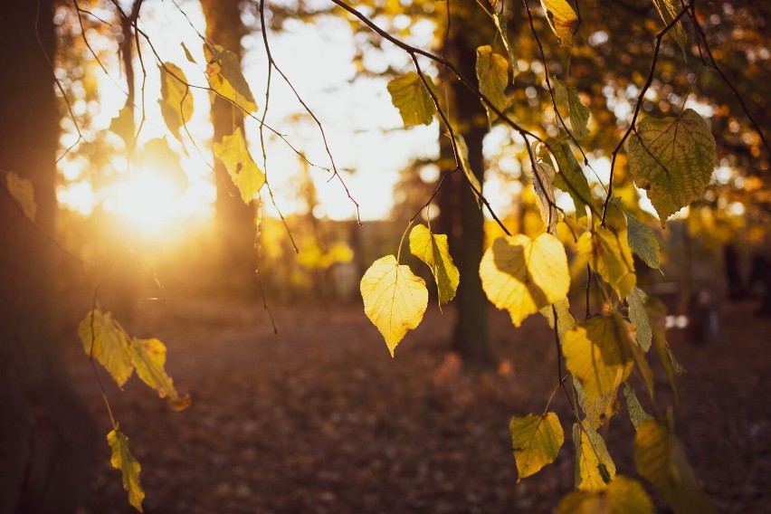 Kiedy znowu będzie ciepło i jaki będzie pierwszy, jesienny weekend na Dolnym Śląsku? Synoptycy IMGW zdradzają 