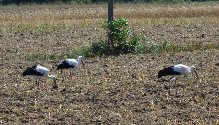 Trwa budowa ścieżki rowerowej ze Szczańca do Kupienina