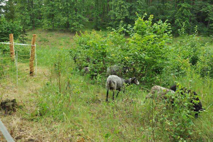 Nadleśnictwo Kwidzyn. Owce i kozy na terenie dwóch rezerwatów [ZDJĘCIA]