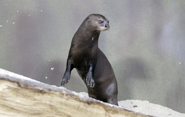 W łódzkim zoo zamieszkały dwie wydry amazońskie