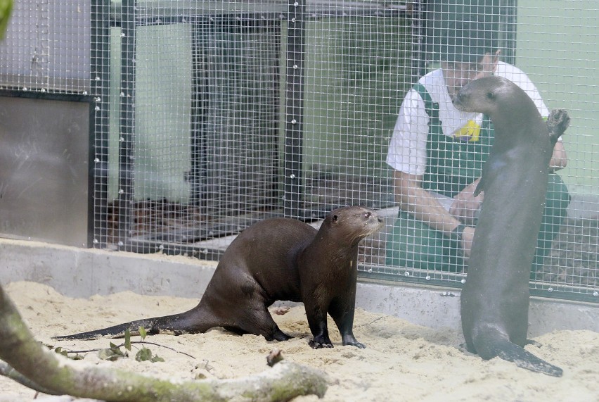 W łódzkim zoo zamieszkały dwie wydry amazońskie