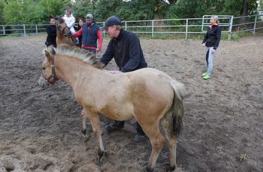 Toruń. Nowe konie dla Fundacji Ducha