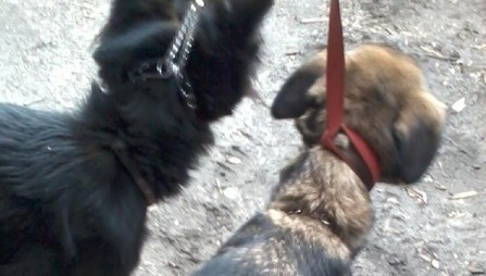 KRÓTKO: Strażnicy miejscy uwolnili psy przetrzymywane w piwnicy domu przy ul. Sitki w Zabrzu ZDJĘCIA