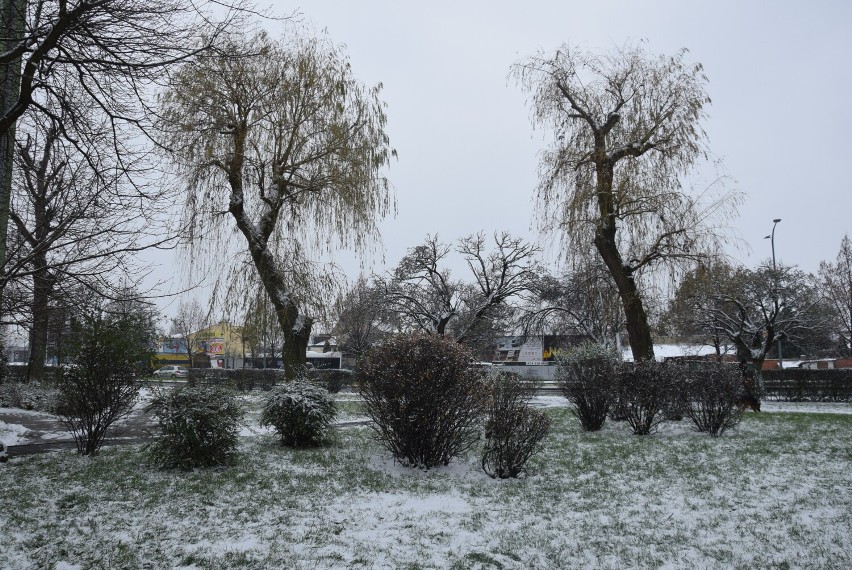 W Kaliszu spadł pierwszy śnieg. Tak wygląda delikatna biała...