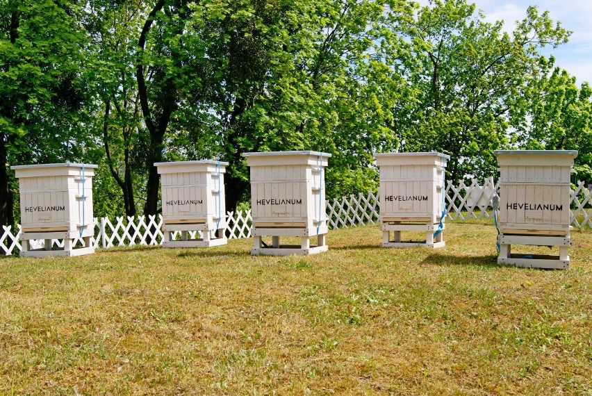 Pięć pszczelich rodzin zamieszkało na Hevelianum.