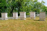W Hevelianum zamieszkały dzisiaj pszczoły. Ule stanęły na skarpie nad Prochownią Wojenną [zdjęcia]
