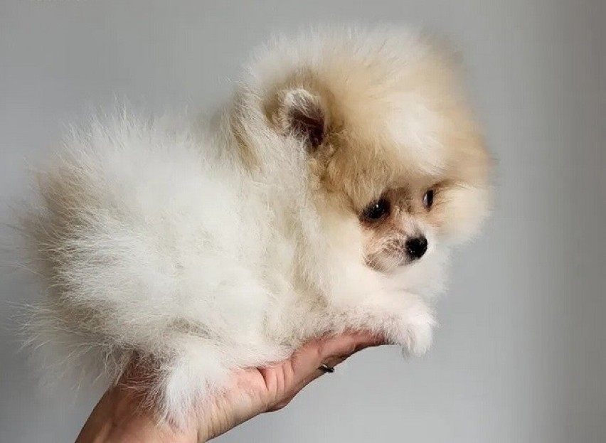 Pomeranian/ szpic miniaturowy śliczne maleństwa bardzo dobre...
