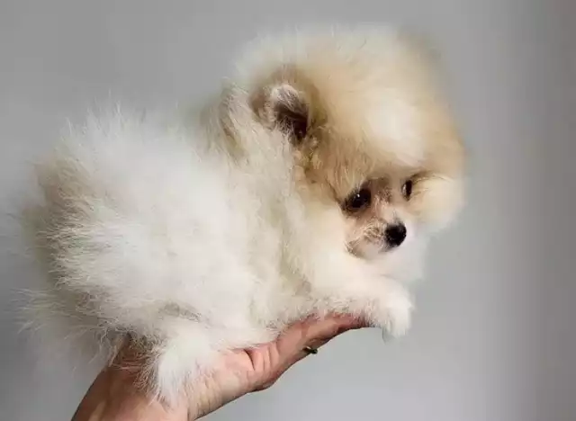 Pomeranian/ szpic miniaturowy śliczne maleństwa bardzo dobre geny
8 000 zł