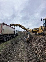 Krajowa Spółka Cukrowa podsumowała zakończoną kampanię cukrowniczą. W Malborku najlepsze plony