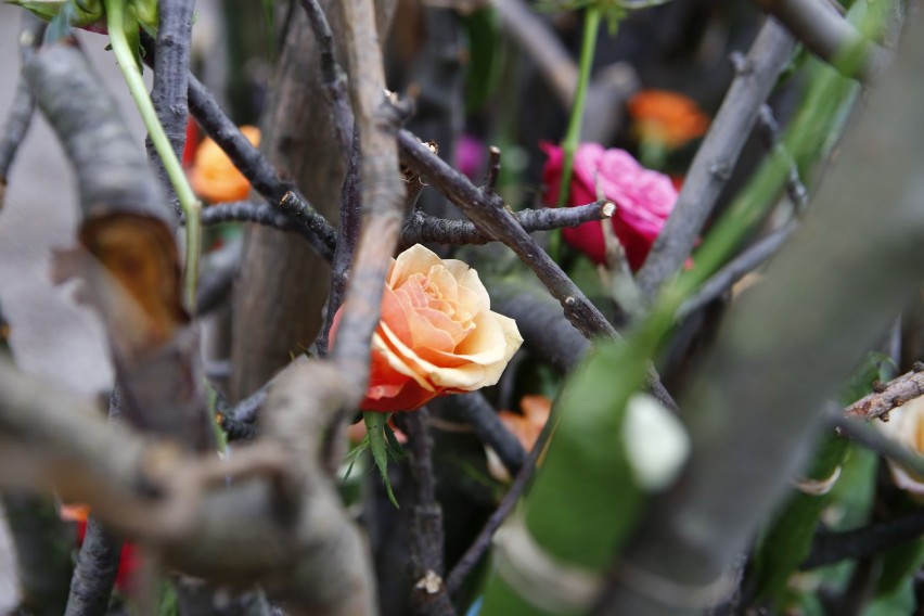 Festiwal róż - święto miłośników kwiatów w Ogrodzie...