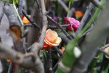 Festiwal róż - święto miłośników kwiatów w Ogrodzie Botanicznym UW [ZDJĘCIA]
