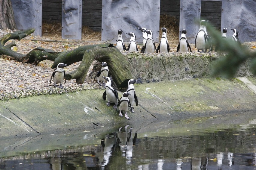 Dzień pingwina w ZOO w Łodzi