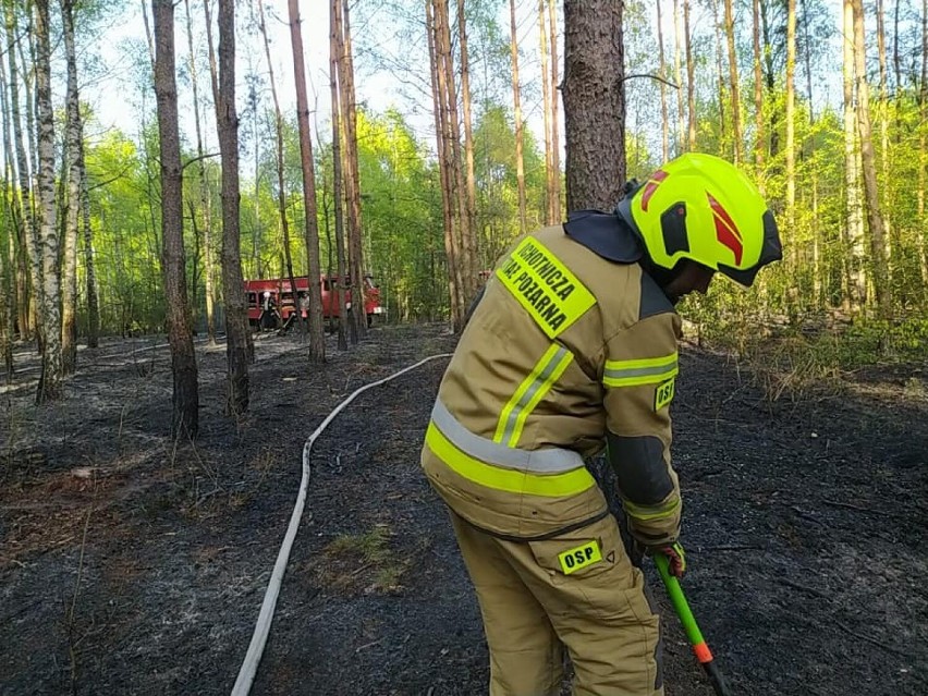 Duże pożary w powiecie opoczyńskim. Pożar lasu w gminie Drzewica gasił samolot gaśniczy Dromader