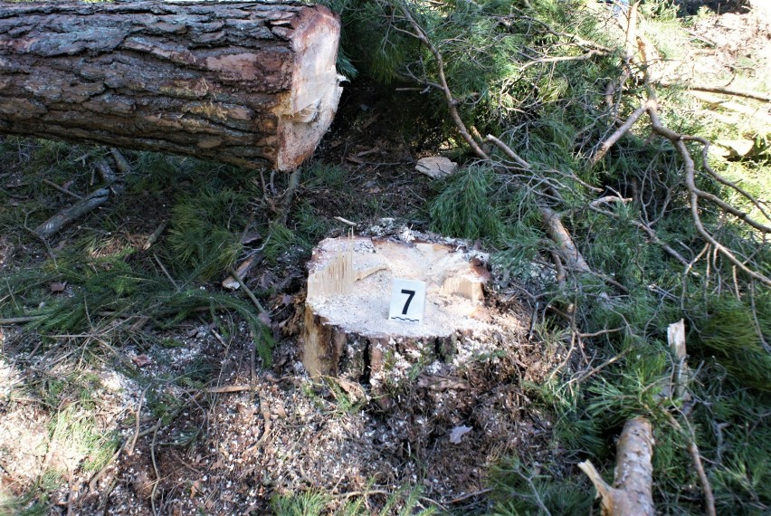 Policjanci z Augustowa zatrzymali mężczyzn, którzy kradli drewno z lasu