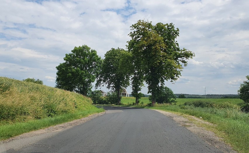 Droga Goniembice  - Osieczna i dalej do Lipna porośnięta jest potężnymi drzewami. Mają być wycięte przy okazji modernizacji