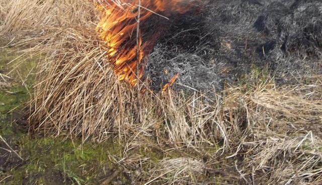 Podejrzany o podpalenie łąk z Gorzowie koło Oświęcimia, w sobotę 19.02.2022 był pijany