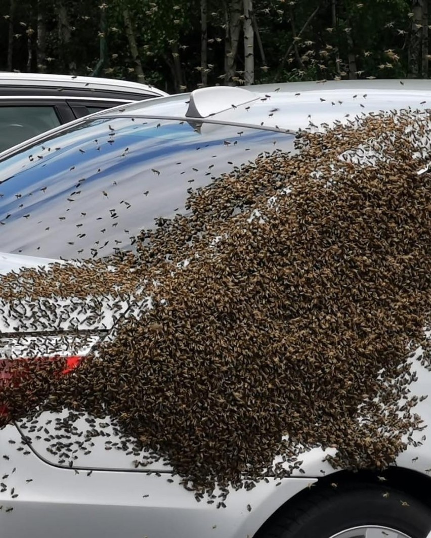 Pszczoły, które obsiadły samochód, mogą być bardzo...