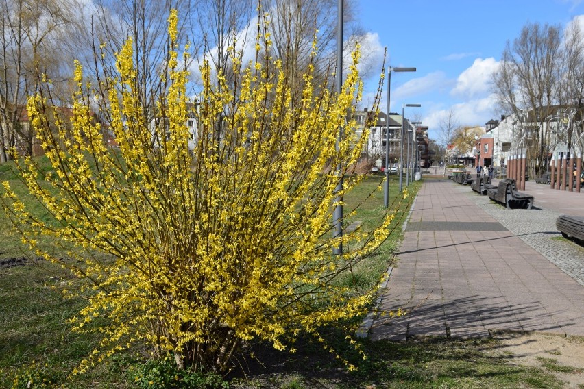 Wiosna w Pruszczu Gdańskim. Kwitnące kwiaty, zapełnione rabaty | ZDJĘCIA
