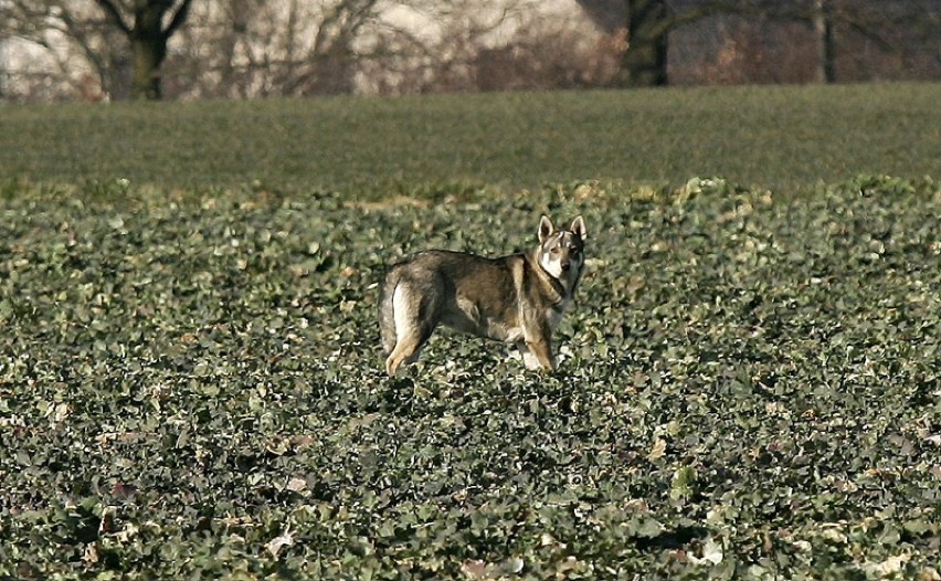Wilki pod Legnicą - jednego udało się sfotografować