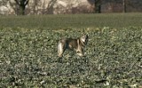 Wilki pod Legnicą - jednego udało się sfotografować [ZDJĘCIA]