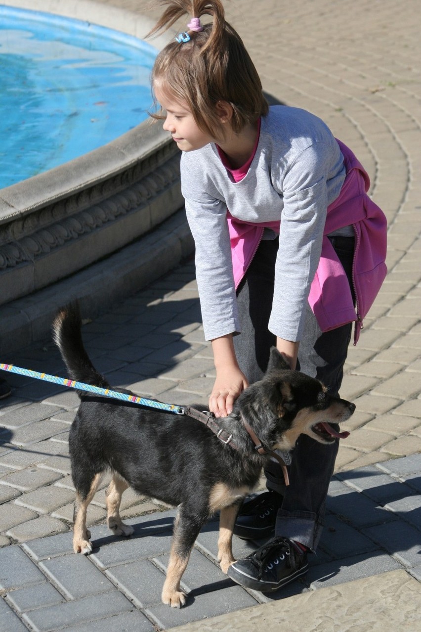 Puławy: Akcja adopcyjna psów pod Urzędem Miasta (foto)