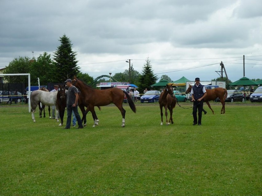 Wystawa koni hodowlanych w Budzyniu - kilkadziesiąt zwierząt konkurowało o nagrody