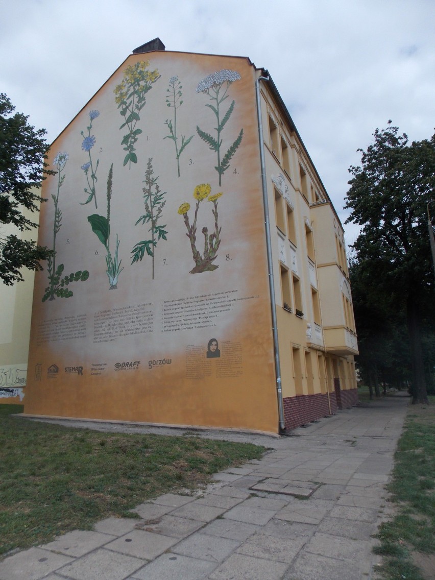 Dwie stare ściany stały się piękną ozdobą miasta. Mamy kolejne murale w Gorzowie [zdjęcia]