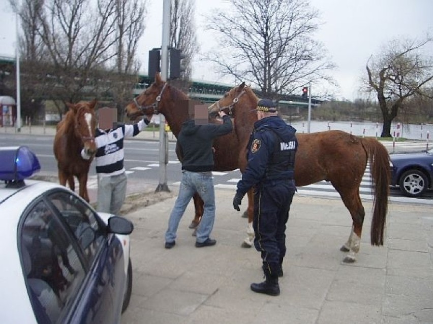 Konie zatrzymała straż miejska